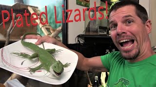 Lets Talk Plated Lizards [upl. by Ylluz]