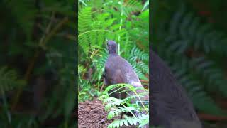 Lyrebird mimicking other birds bird nature [upl. by Galatea]