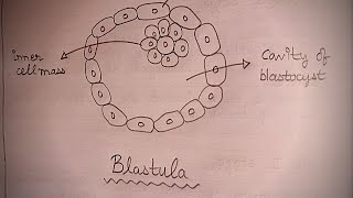 BLASTULA  How To Draw Blastula In Just 2 Minutes  Well Labelled Blastula Diagram  Biology Diagram [upl. by Norry374]