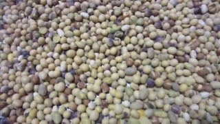 CIMBRIA SEA CHROME  USA soybeans optical sorter  selezionatrice ottica soia in USA [upl. by Tattan606]