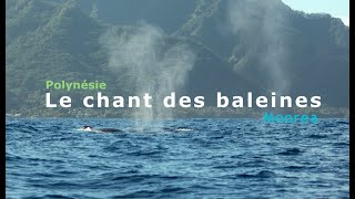 Chant de Baleine Baleineau Moorea [upl. by Anilahs]