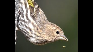 Pine Siskins [upl. by Madlin]