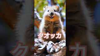 クオッカ with haiper ai haiper suno digitalart generative クオッカ 動物 オーストラリア [upl. by Allsun]