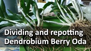 Repotting and dividing Dendrobium Berry Oda [upl. by Ecilahs70]