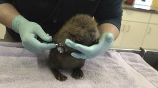 Meet the Adorable Baby Beaver Timber [upl. by Casandra438]