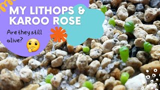 LITHOPS amp KAROO ROSE  Are They Still Alive  Cotton Method Seed Germination  bernee bee [upl. by Nanny6]