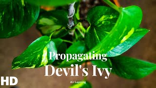 How to Propagate Pothos  Devils Ivy   Air Layering [upl. by Imoyaba]