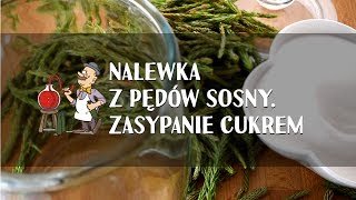 Nalewka z pędów sosny  zasypanie cukrem [upl. by Valentine]