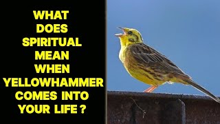 WHAT DOES SPIRITUAL MEAN WHEN YELLOWHAMMER BIRD COMES INTO YOUR LIFE [upl. by Acnoib]