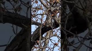 Walnut Tree Autumn with Walnuts ready to harvest🌞👍🌳 [upl. by Saidel]