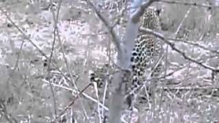 LEOPARDESS UNCERTAIN TO KILLPROTECT BABY STEENBOK [upl. by Nesnej875]