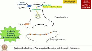 Parasympathomimetic  Synthesis Storage Release and Metabolism of Acetylcholine by Animation [upl. by Elac233]