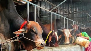 Big Cow  Cow Videos  Sadeeq Agro 2023  Cattle Farm In Bangladesh  Biggest cow in Bangladesh [upl. by Neema]