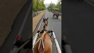 Rajgir mein Ghodagarihorseride rajgir nalanda bihar [upl. by Ahsele]