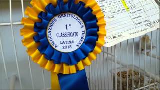 1°ClassificatoGiallo Intenso Occhi Rossi Lutino Intenso Latina 8112015 [upl. by Foushee]