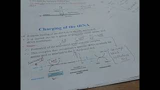 charging of the tRNA molecular biology faculty of medicine Mnu [upl. by Lamok]