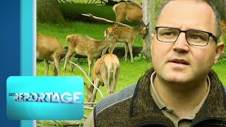 Wildschweine Rehe amp Co Jagen als neuer Trend  12  SAT1Reportage [upl. by Eiramanitsirhc]