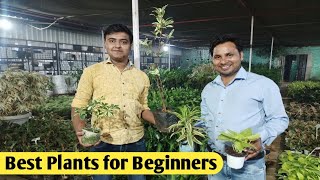 Low maintenance plants  Best plants for beginners  Low maintenance plants outdoor  Indoor plants [upl. by Yalcrab]