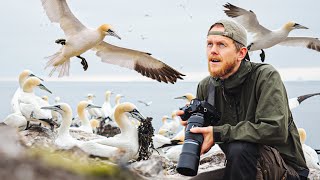 Photographing Gannets on Bass Rock 150000 BIRDS  OM System  Scottish Seabird Centre 4K [upl. by Hennebery240]