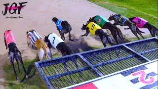 Dog Racing Championship on the Track [upl. by Orenid750]