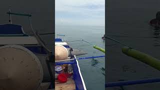 Craziest Fishing EVER Massive Billfish JawDropping Fishing Adventure [upl. by Farra]