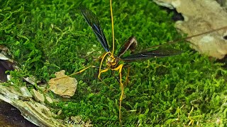 Megarhyssa atrata GIANT BLACK ICHNEUMON female preens 2000661 [upl. by Ydnil534]