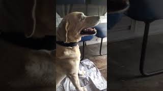 hand shaking belgium music trending doglover dog labrador bollywood [upl. by Gena]