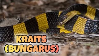 Conoce al Krait Las Serpientes del Género Bungarus [upl. by Orravan]