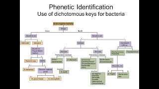 Creating a dichotomous key Phenetic identification of bacteriaPart 2 [upl. by Kcirrek]