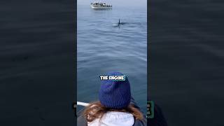 Orcas mimicking the sound of boat engines [upl. by Lamahj]