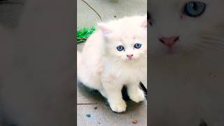 Muthumanikalude Kusruthikal 🐈🥰Pets  Cats [upl. by Atiekal]