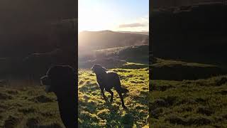 Garroch Hill shorts scotland nature [upl. by Sonafets502]