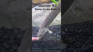 Tropical Fish Feeding Aquarium ideas BICHIR plantedaquariumbichirfish fypfishtankpetfishfy [upl. by Naillil]