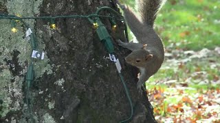 Squirrels damage Ritter Park Christmas lights [upl. by Aciretal96]