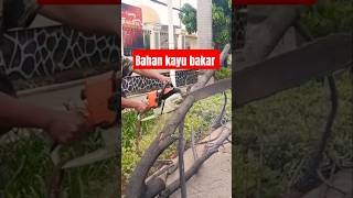 Ini lah proses pemotongan pohon mahoni kering bahan kayu bakar chainsaw kayu pekerja27 [upl. by Laraine88]