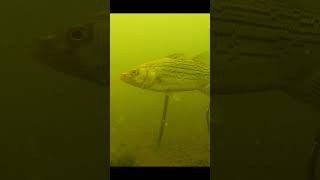 Surrounded by Wipers at Panguitch Lake stripedbass underwater fishing fishingmethods utah [upl. by Engleman710]