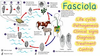 11 Fasciola sp 🔥🔥 Life cycle  Pathogenesis  Clinical signs  Diagnosis  Treatment💊  Control [upl. by Airalednac]