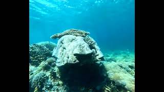 2024 snorkeling in Lembongan Bali [upl. by Eiffe]