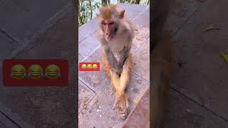 Bandar yoga 🤣  monkey yoga 🤣  Bhola ka Bhola paun bandar funny [upl. by Sliwa255]