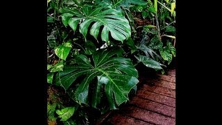 PropagateClone Monstera deliciosa Liebm plant [upl. by Ahsi404]