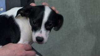 Miracle Mutt Puppy Survives Two Euthanizations 030411 [upl. by Nepil]