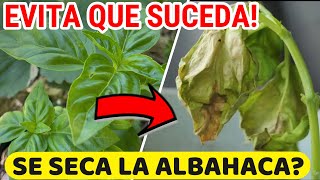 Por Que Se SECA La ALBAHACA🌿 Cuidados Planta Albahaca En Casa [upl. by Lourie303]