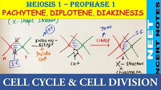 Pachytene Diplotene amp Diakinesis of Prophase 1 of Meiosis 1  NEET Biology 11  NCERT Notes NEET21 [upl. by Idnir124]