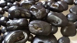 Gandaki river shaligram  different types of shaligram shila  shaligram stone [upl. by Madison]