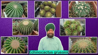 Different species of Echinocactus grusonii  Golden barrel [upl. by Eimilb]