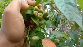 এই গাছ আগে কখনো দেখেছেন জামাল গুটার গাছjamalgota ke fayde [upl. by Minica]