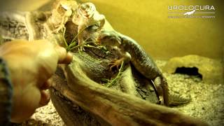 Uromastyx Princeps [upl. by Cello]