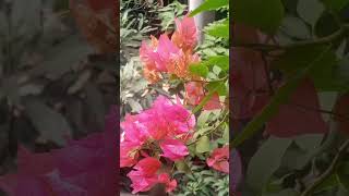 সকাল বেলার বাগান বিলাস ফুলইংরেজি নাম  Bougainvillea  বৈজ্ঞানিক নাম Bougainvillea spectabilis [upl. by Drof210]