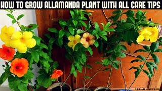 How to Grow Allamanda Plant With All Care Tips Fast N Easy [upl. by Hanae639]