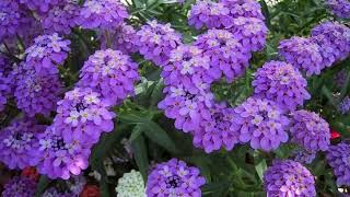 Annual Candytuft and its uses [upl. by Jt]